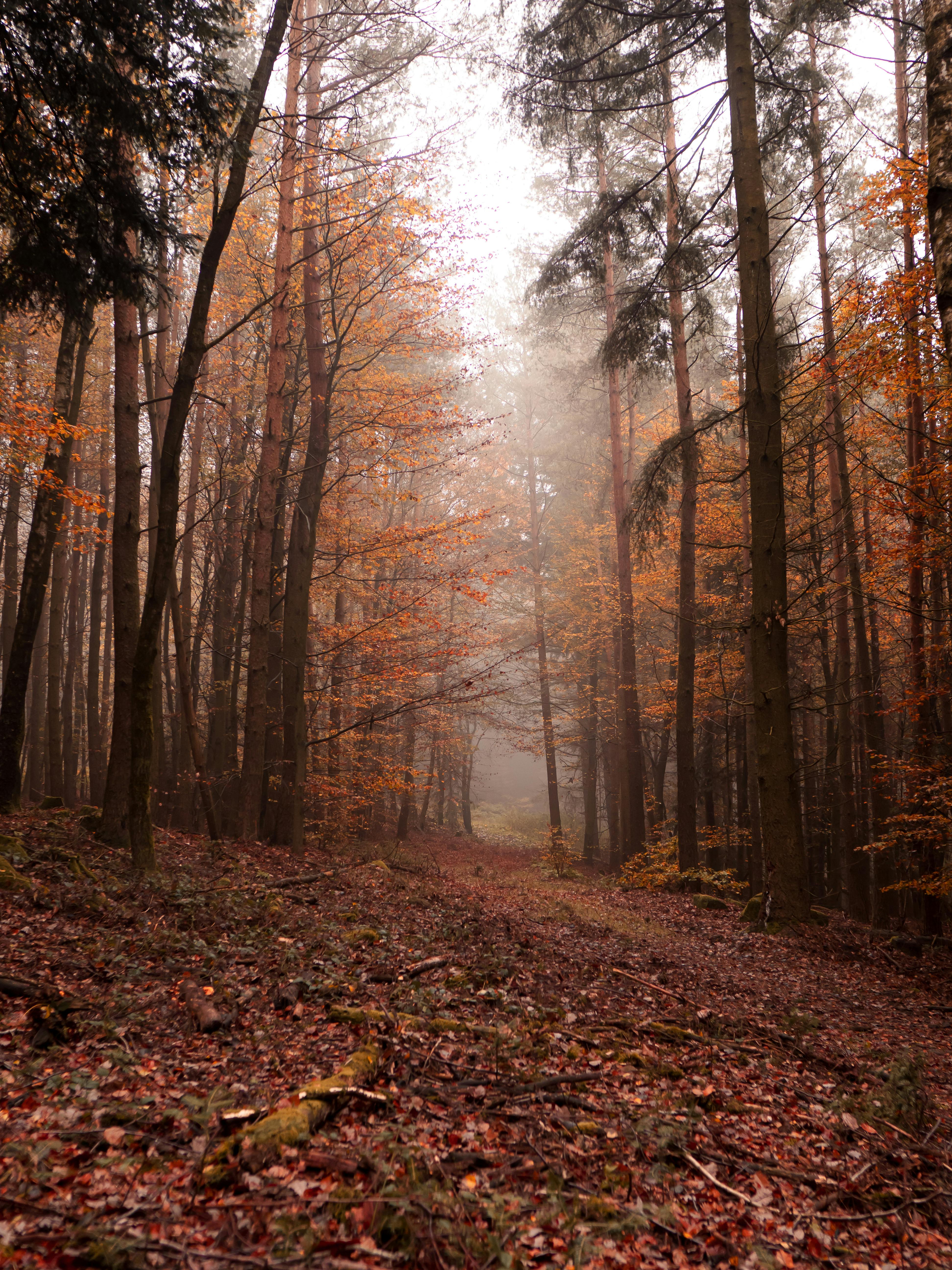 Forest walk surroundings